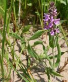 Stachys palustris