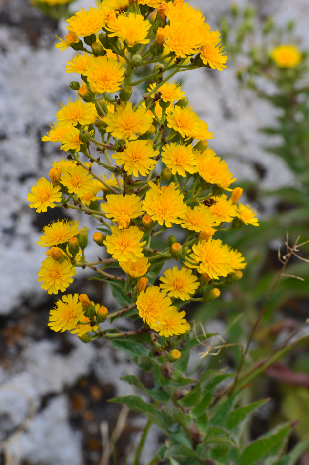 Изображение особи род Hieracium.