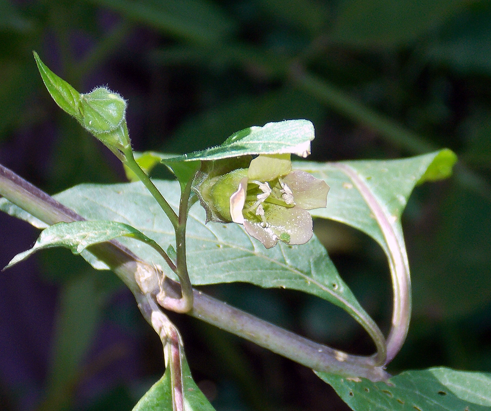 Изображение особи Atropa caucasica.