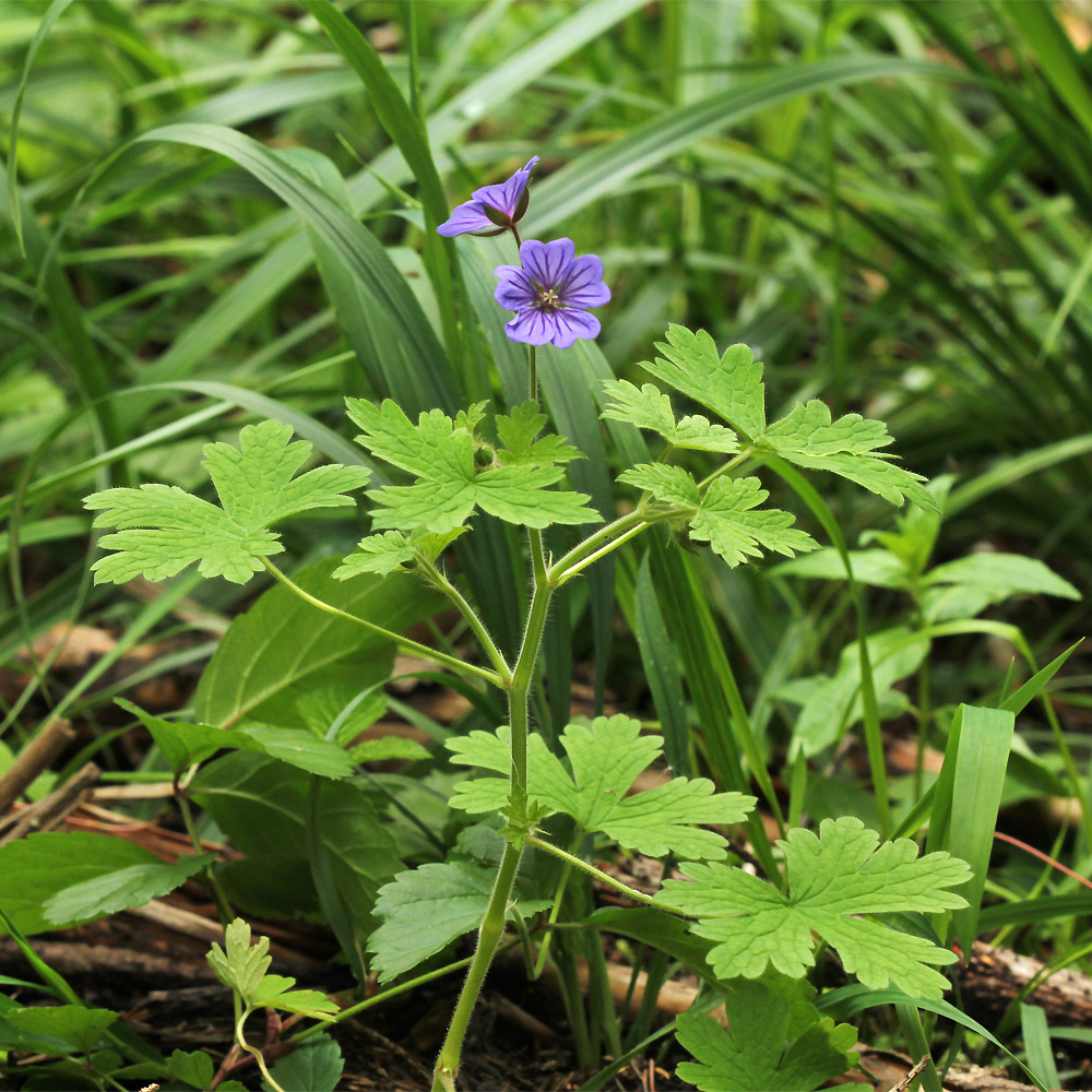 Image of Geranium bohemicum specimen.