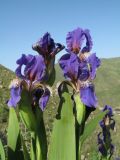 Iris alberti