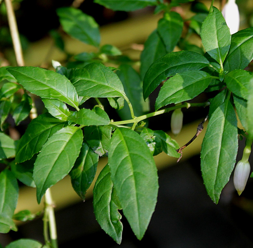 Image of Fuchsia magellanica specimen.