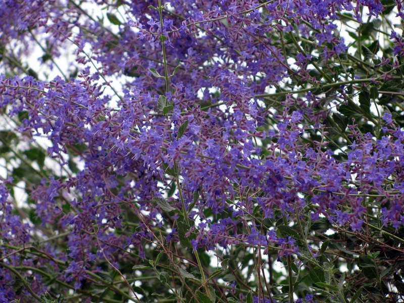 Image of Perovskia scrophulariifolia specimen.