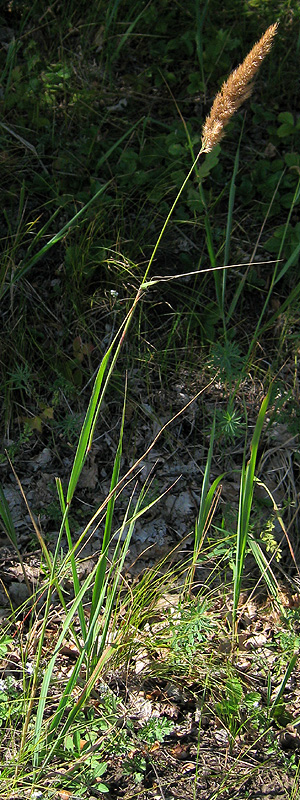 Image of Calamagrostis glomerata specimen.