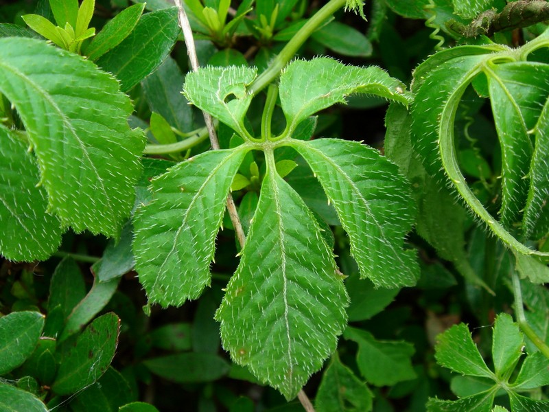 Image of Gynostemma pentaphyllum specimen.