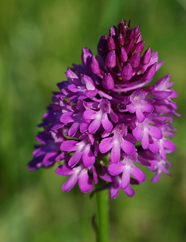 Image of Anacamptis pyramidalis specimen.