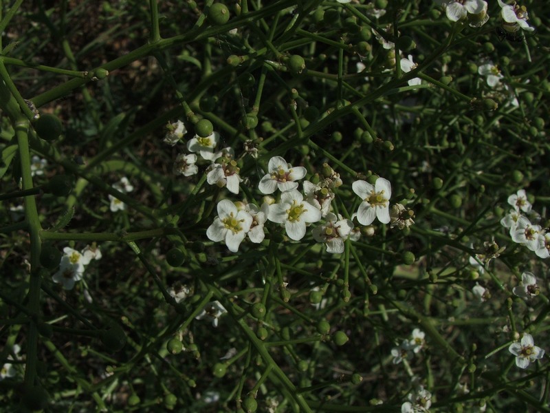 Image of Crambe aspera specimen.