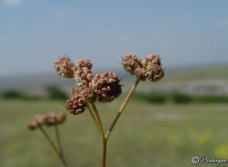 Изображение особи Rumia crithmifolia.