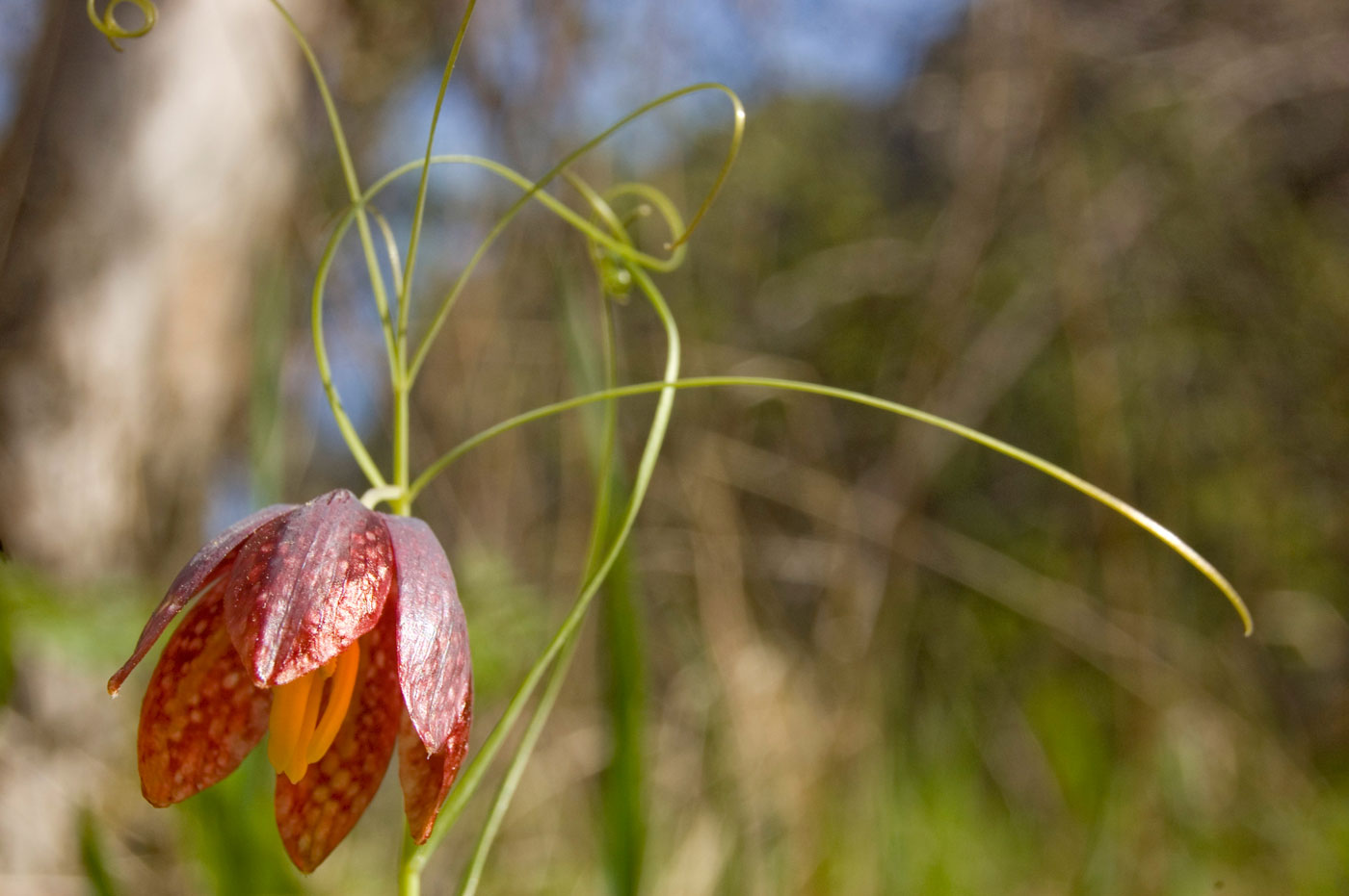 Image of Fritillaria kolbintsevii specimen.