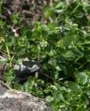 Arenaria rotundifolia