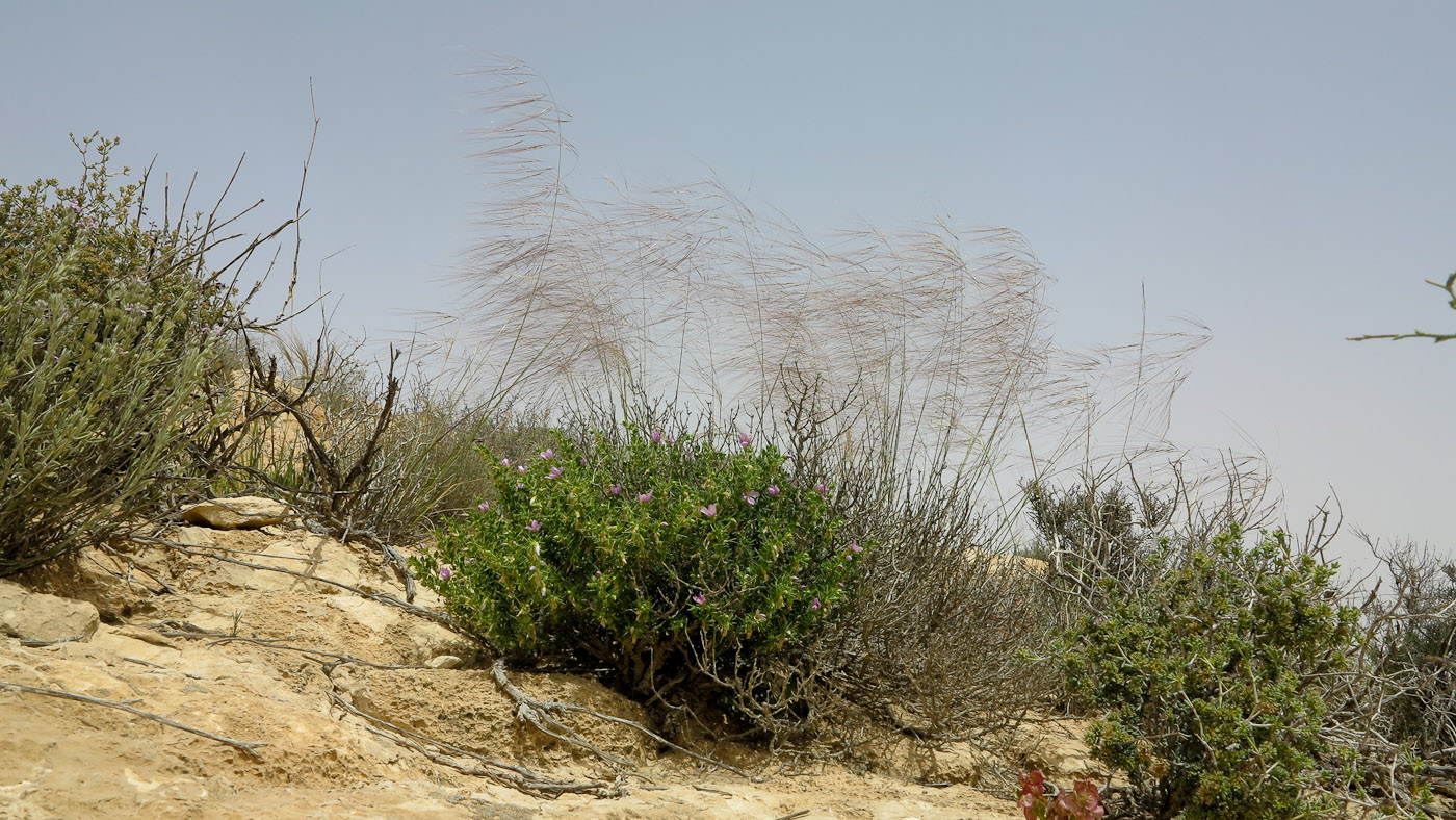 Image of Stipellula parviflora specimen.