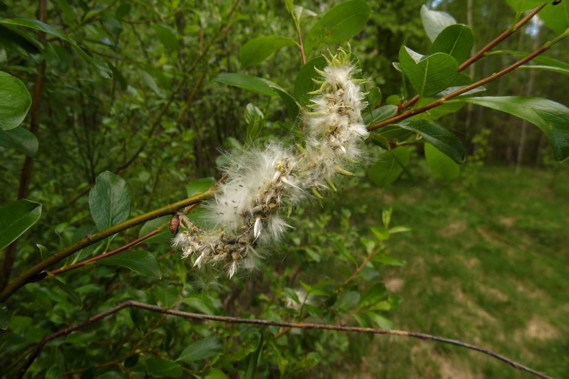 Изображение особи Salix phylicifolia.