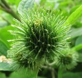 Arctium minus