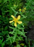 Hypericum gebleri