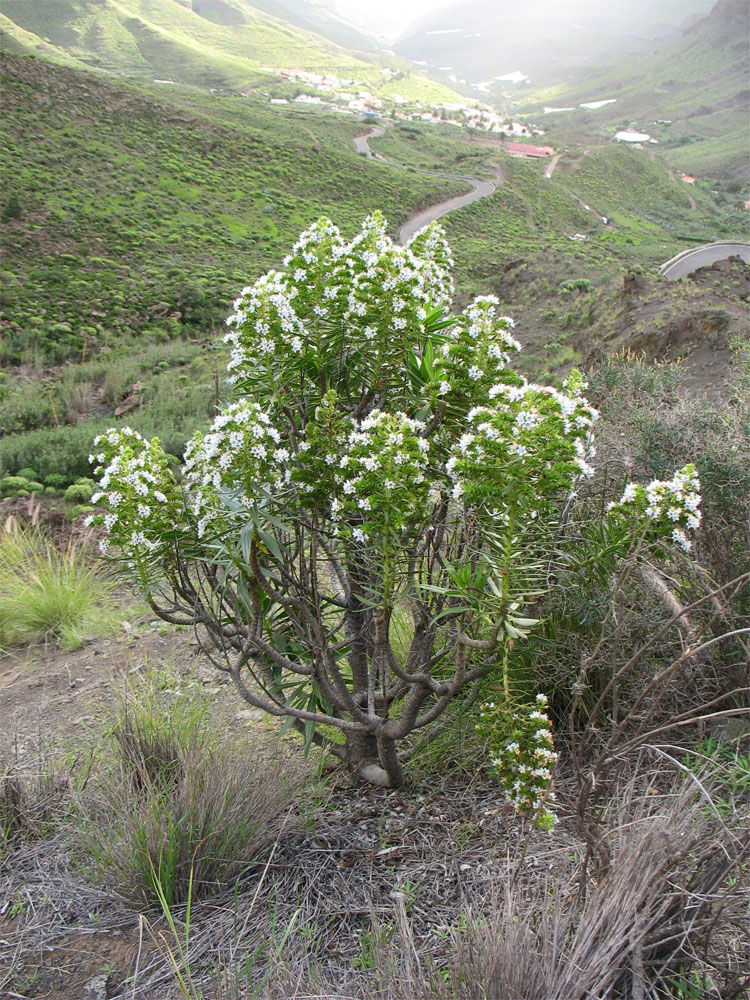 Изображение особи Echium decaisnei.