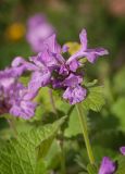 Betonica macrantha. Соцветие. Мурманск, МГГУ, в культуре. 15.07.2014.