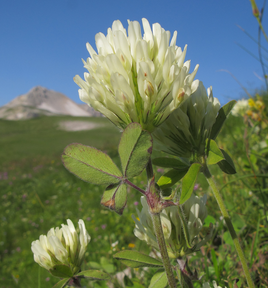 Image of Trifolium canescens specimen.