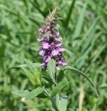 Stachys palustris. Верхушка цветущего растения. Восточный Казахстан, Уланский р-н, окр. с. Украинка, луг. 08.07.2008.