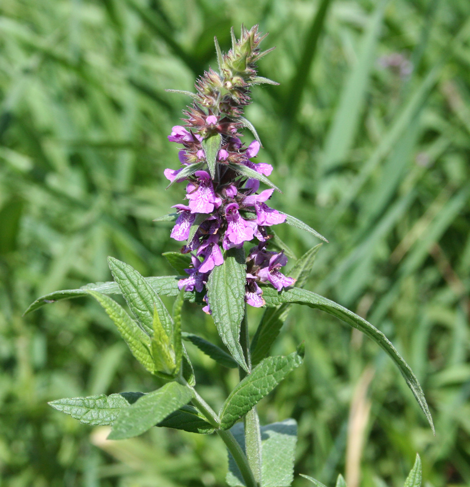 Изображение особи Stachys palustris.