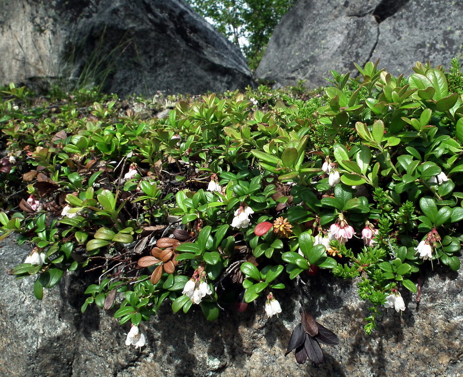 Image of Vaccinium vitis-idaea var. minus specimen.