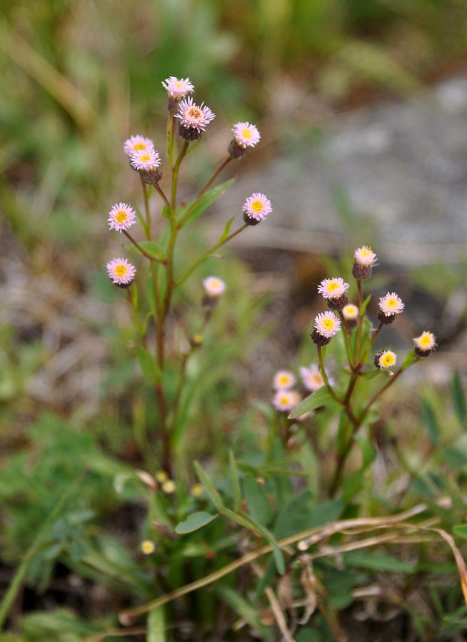 Изображение особи Erigeron politus.