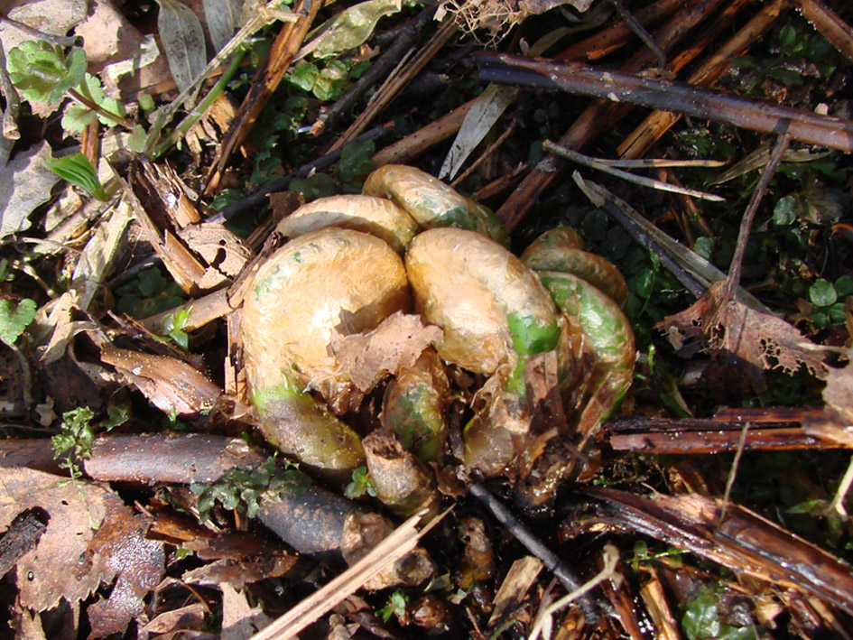 Image of Dryopteris carthusiana specimen.