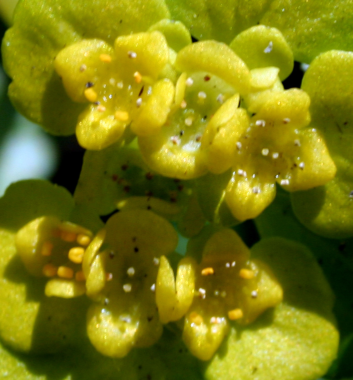 Изображение особи Chrysosplenium alternifolium.