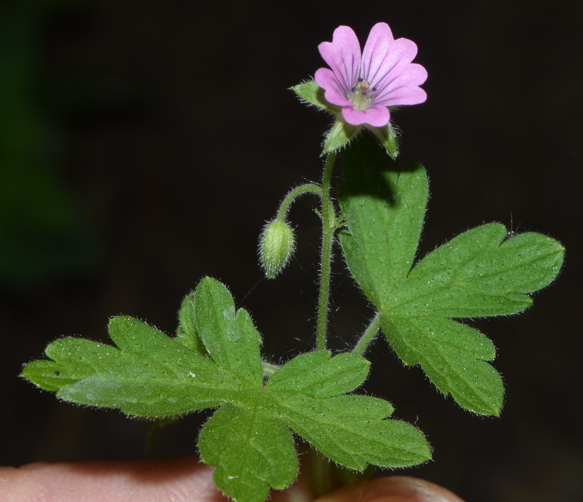 Image of Geranium divaricatum specimen.