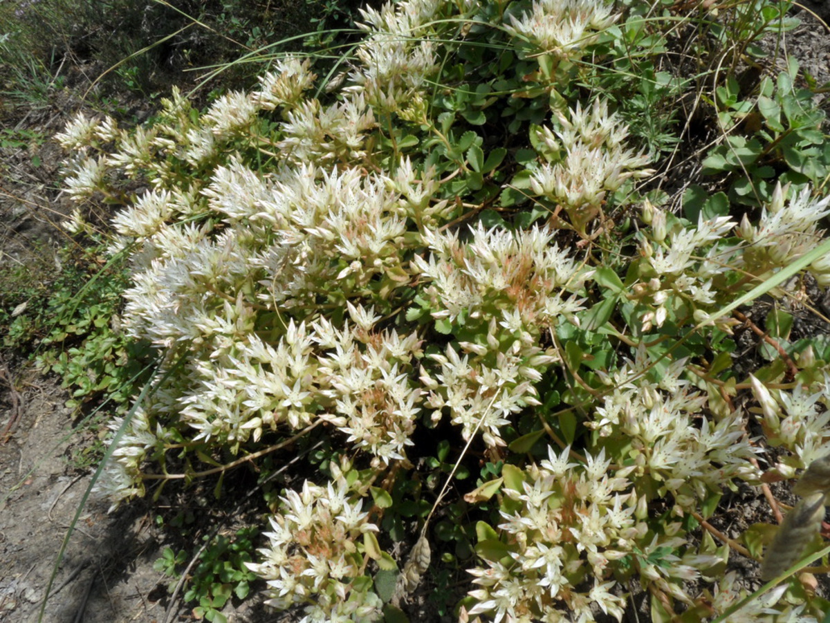 Image of Sedum oppositifolium specimen.