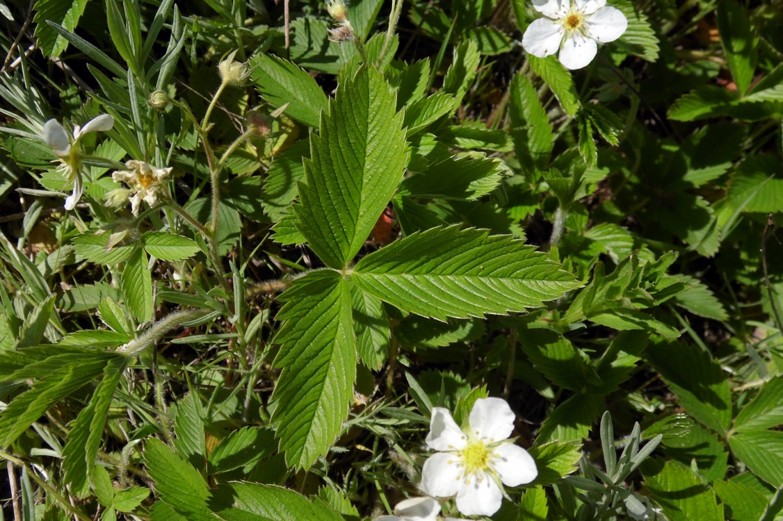 Image of Fragaria campestris specimen.