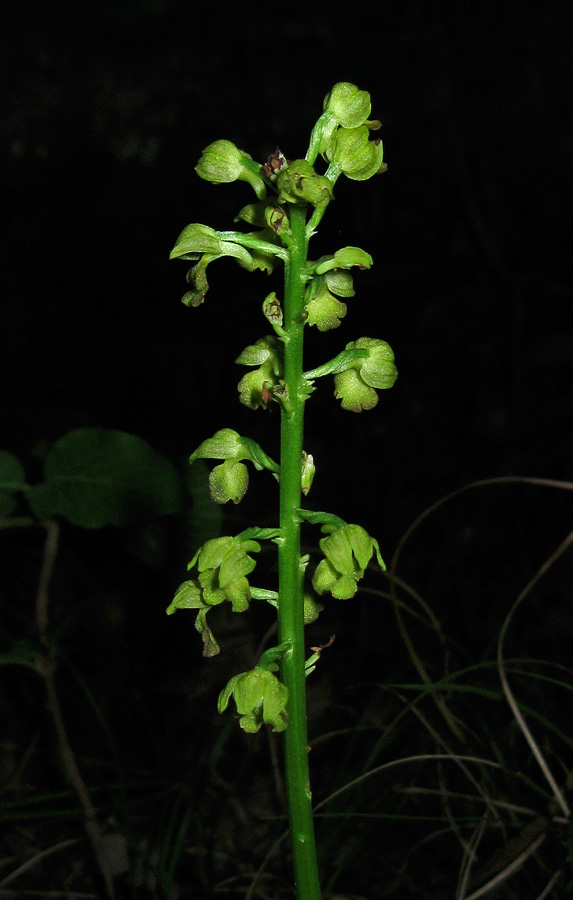 Image of Orchis punctulata specimen.