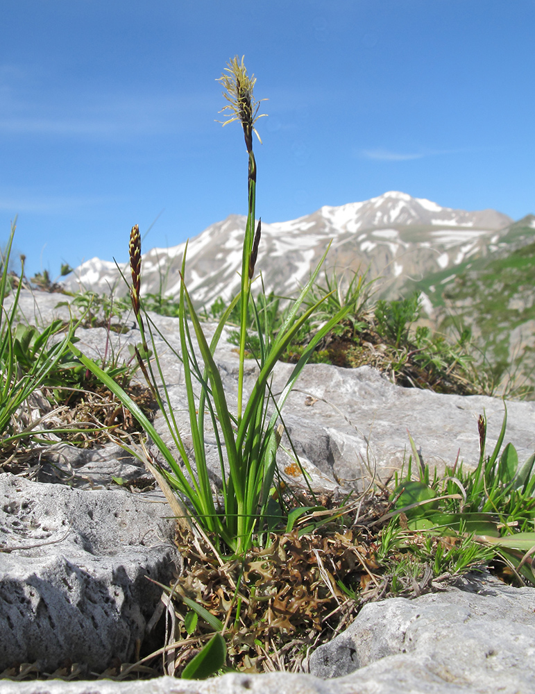 Изображение особи род Carex.