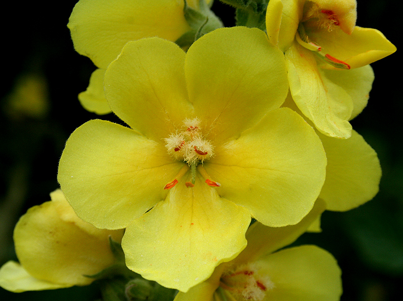 Image of Verbascum phlomoides specimen.