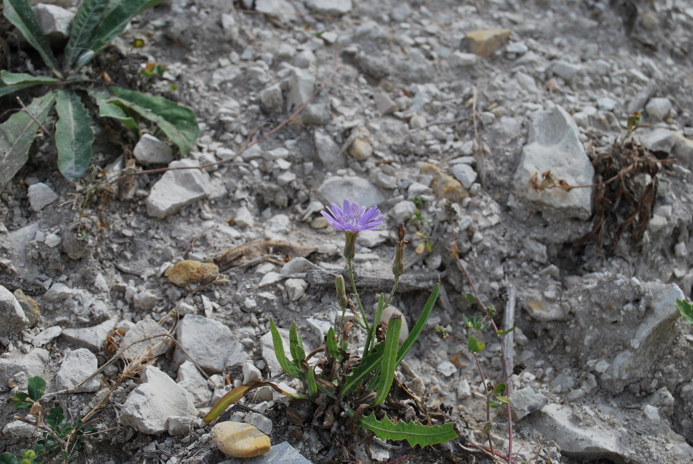 Image of Lactuca tatarica specimen.