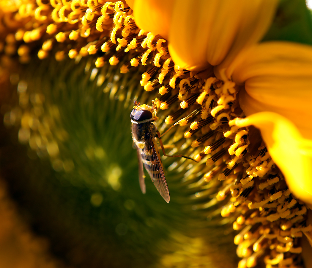 Image of Helianthus annuus specimen.