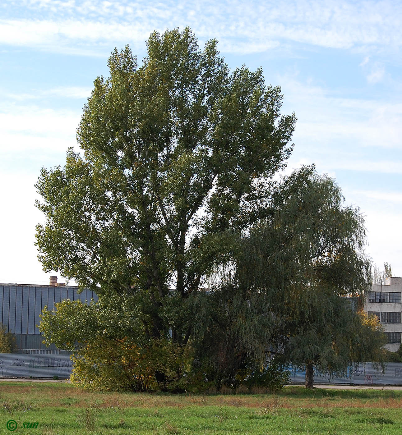 Image of Populus alba specimen.