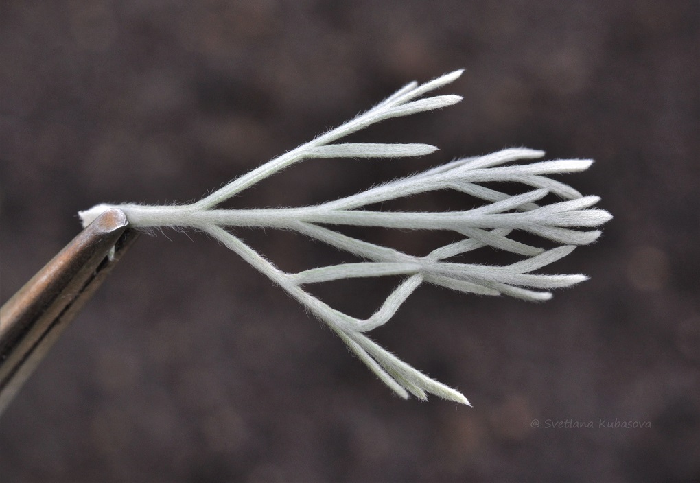 Image of Artemisia schmidtiana specimen.