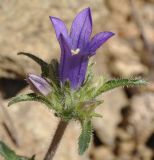 Campanula lingulata