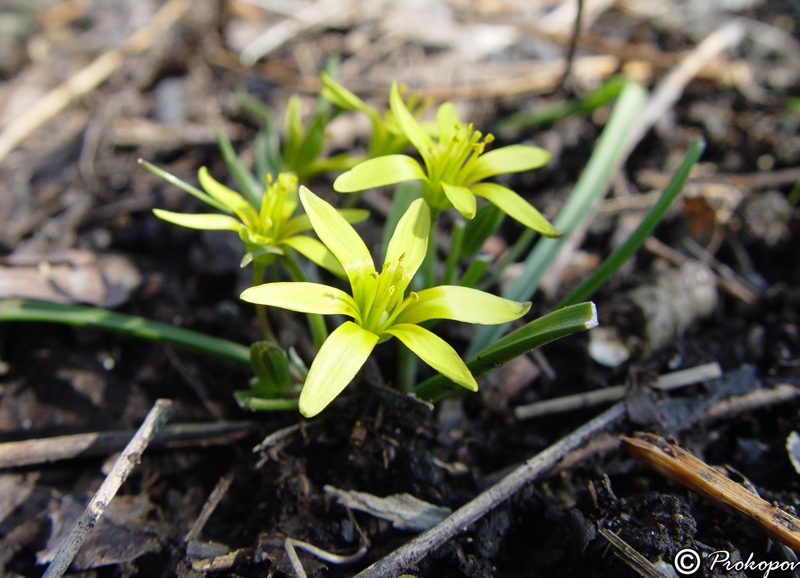 Image of genus Gagea specimen.