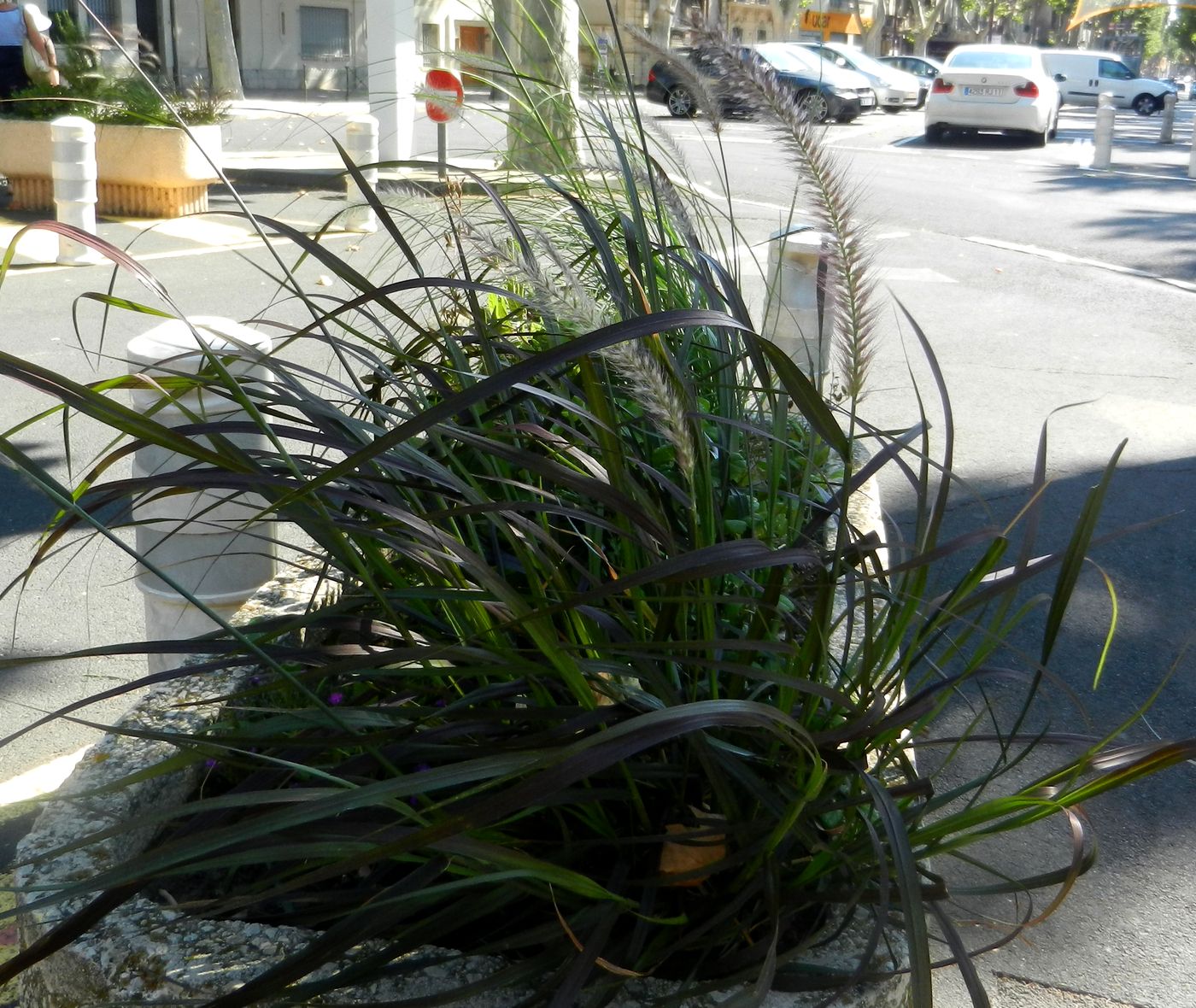 Image of Pennisetum alopecuroides specimen.