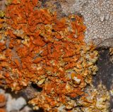 genus Xanthoria