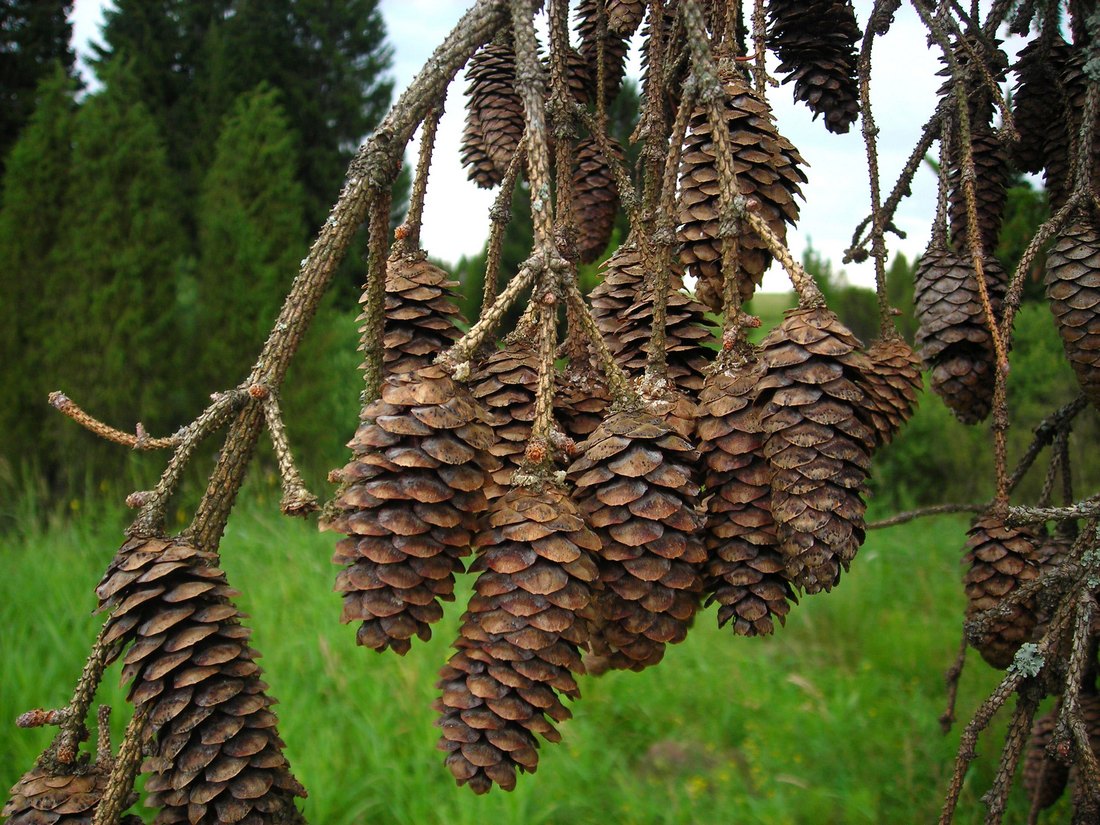 Image of Picea &times; fennica specimen.