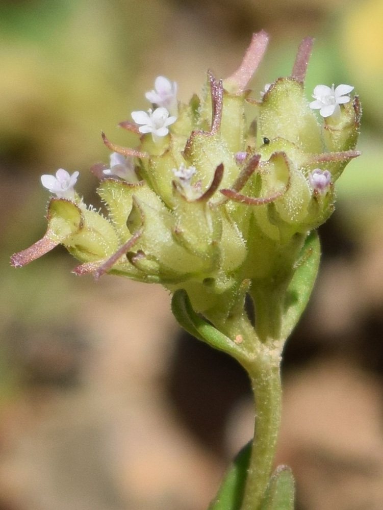 Image of Valerianella cymbocarpa specimen.