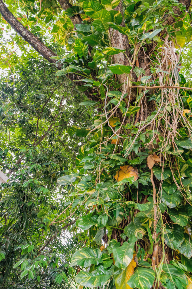 Image of Epipremnum aureum specimen.