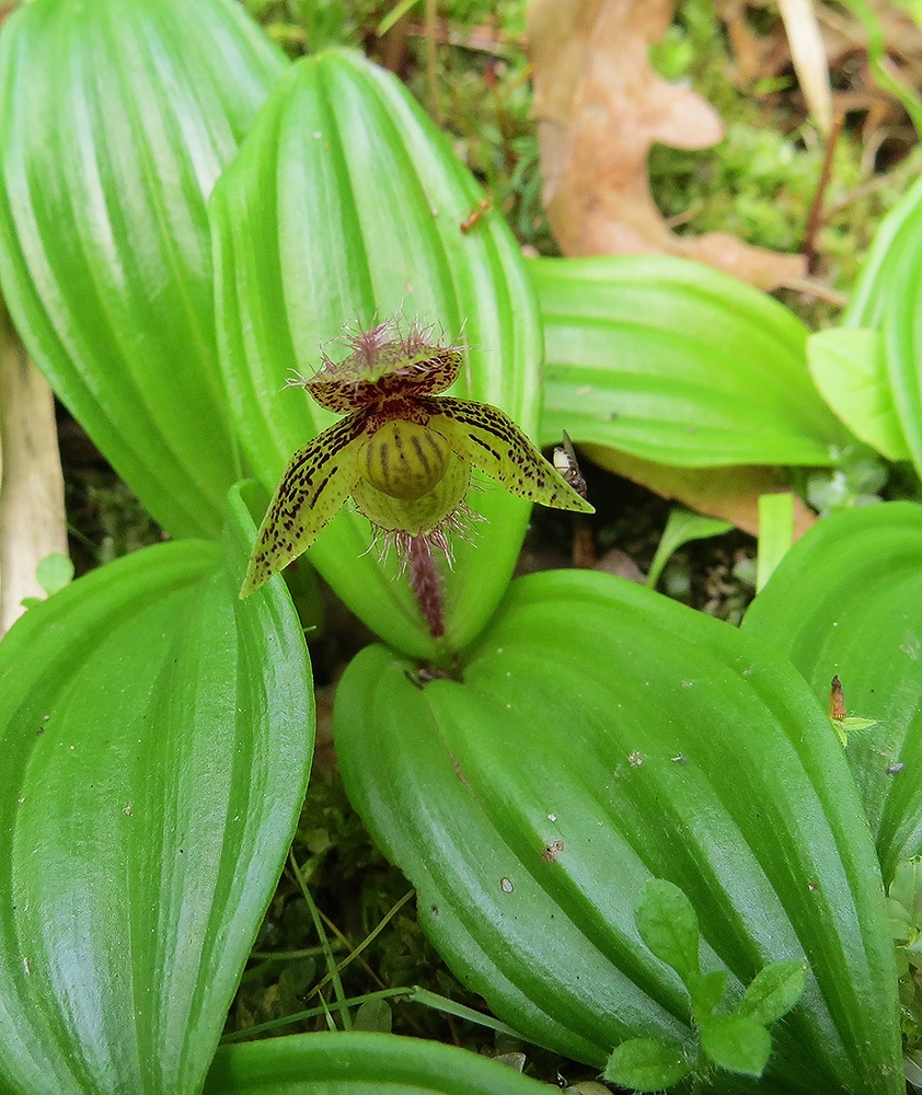 Изображение особи Cypripedium micranthum.