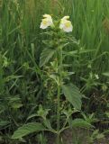 Galeopsis segetum. Верхушка цветущего растения. Нидерланды, провинция Gelderland, община Wijchen, сорное в посевах зерновых. 12 июня 2010 г.