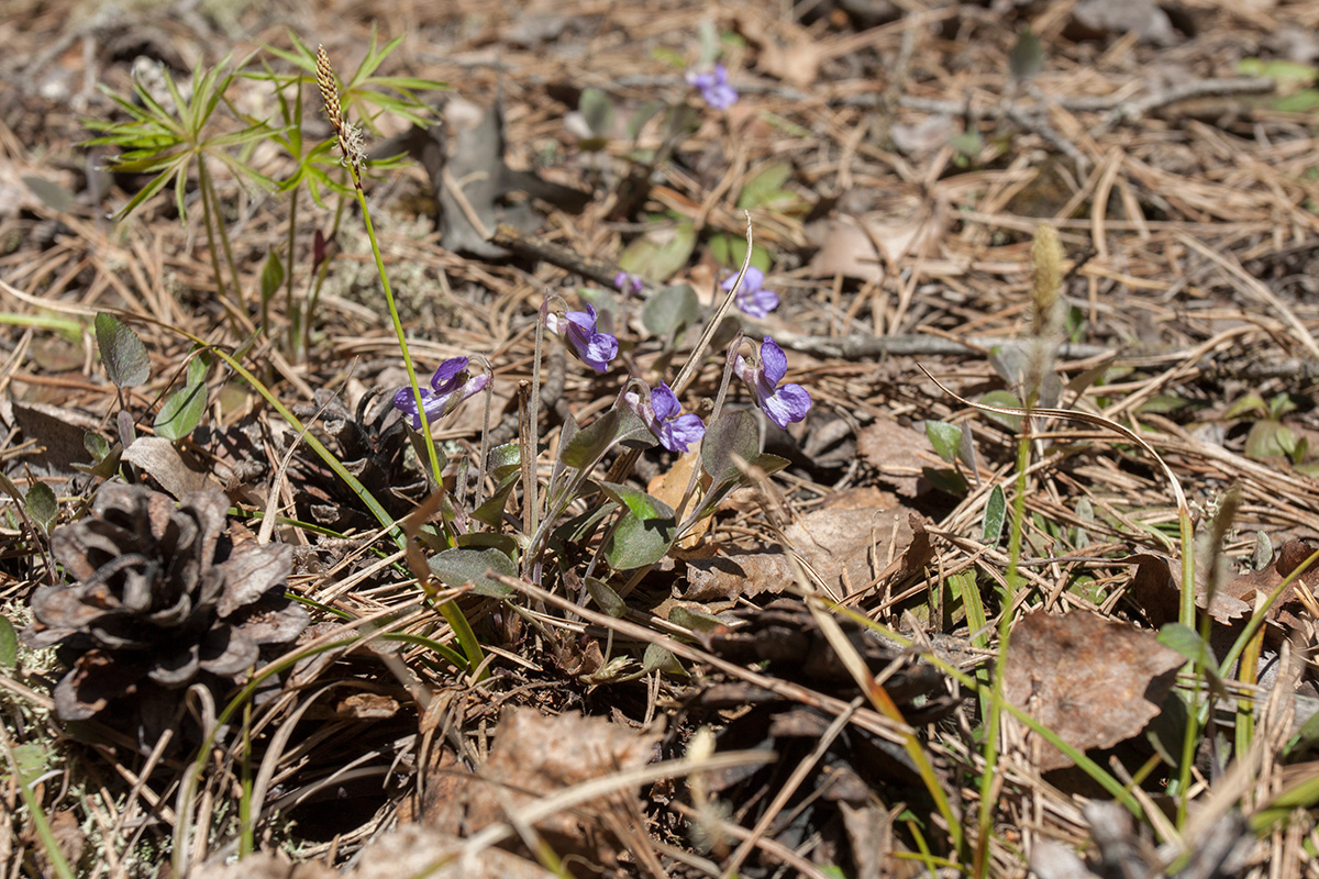 Изображение особи Viola rupestris.