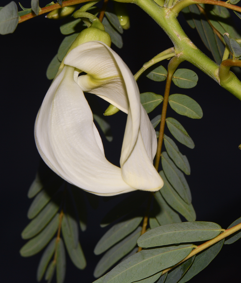 Image of Sesbania grandiflora specimen.