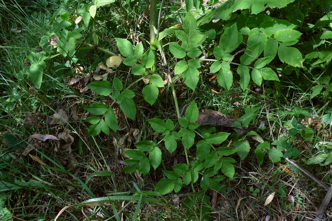 Image of Angelica sylvestris specimen.