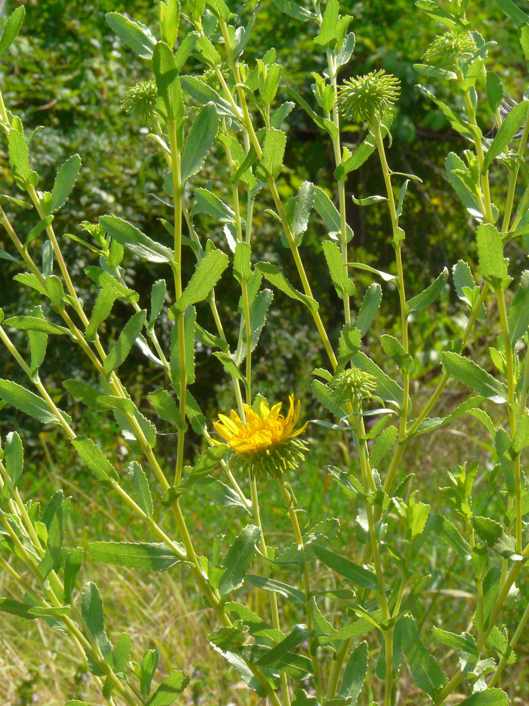 Изображение особи Grindelia squarrosa.